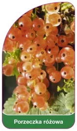 etykiety-szkolkarskie-z-gumka-porzeczka-rozowa