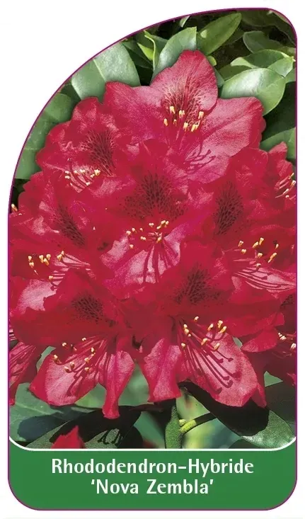 etykiety-rododendron-hybride-nova-zembla-stan-nowy