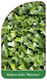 etykiety-z-gumka-bluszcz-pospolity-woerner