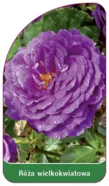 etykiety-do-roslin-roza-wielkokwiatowa-nr-239