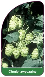 etykiety-szkolkarskie-z-gumka-chmiel-zwyczajny