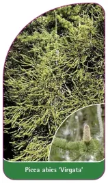 etykiety-szkolkarskie-swierk-pospolity-virgata