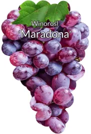 etykiety-szkolkarskie-winorosl-pg12-maradona