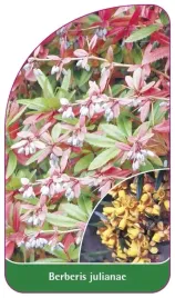 etykiety-szkolkarskie-berberys-julianny