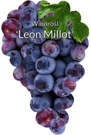 etykiety-szkolkarskie-winorosl-leon-millot