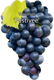 etykiety-szkolkarskie-winorosl-festivee