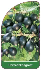 etykiety-szkolkarskie-porzeczkoagrest