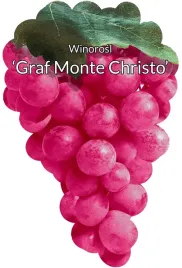 etykiety-szkolkarskie-winorosl-graf-monte-christo