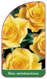 etykiety-roza-wielokwiatowa-nr-251-a