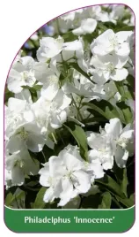 etykiety-szkolkarskie-jasminowiec-innocence