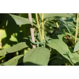 klips-do-roslin-zapinka-20mm-1000szt-1094-b-rema