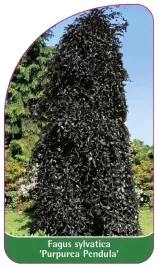 etykiety-z-gumka-buk-zwyczajny-purpurea-pandula