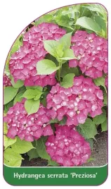 etykiety-z-gumka-hortensja-pilkowana-preziosa