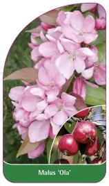 etykiety-szkolkarskie-jablon-malus-ola