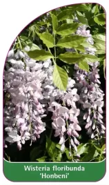etykiety-glicynia-kwiecista-wisteria-honbeni