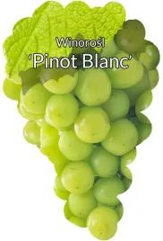 etykiety-szkolkarskie-winorosl-pinot-blanc