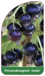 etykiety-szkolkarskie-porzeczkoagrest-josta