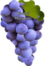 etykiety-szkolkarskie-winorosl-muromiec