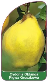 etykiety-cydonia-oblanga-pigwa-gruszkowa