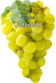 etykiety-szkolkarskie-winorosl-galachad