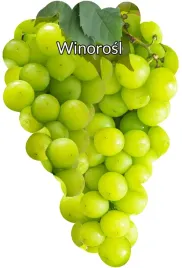 etykiety-szkolkarskie-winorosl-biala-srednia-blank