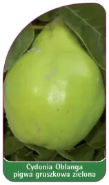 etykiety-cydonia-oblanga-pigwa-gruszkowa-zielona
