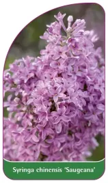 etykiety-lilak-chinski-syringa-chinensis-saugeana