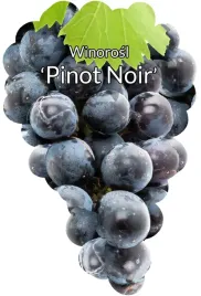 etykiety-szkolkarskie-winorosl-pinot-noir