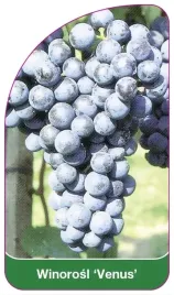 etykiety-szkolkarskie-winorosl-venus