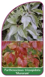 etykiety-winobluszcz-pieciolistkowy-murorum