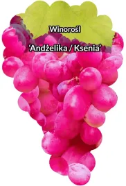 etykiety-szkolkarskie-winorosl-andzelika-ksenia