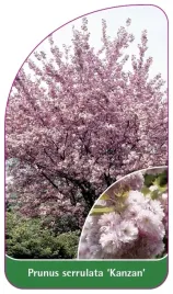 etykiety-szkolkarskie-wisnia-pilkowana-kanzan