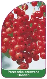 etykiety-szkolkarskie-porzeczka-czerwona-rondon