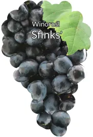 etykiety-szkolkarskie-winorosl-sfinks