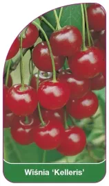 etykiety-szkolkarskie-z-gumka-wisnia-kelleris