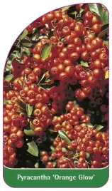 etykiety-z-gumka-ognik-szkarlatny-orange-glow