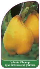 etykiety-cydonia-oblanga-pigwa-wielkowo-gruszkowa