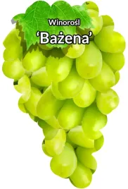 etykiety-szkolkarskie-winorosl-bazena