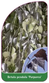 etykiety-brzoza-brodawkowata-purpurea