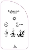 etykiety-brzoza-brodawkowata-purpurea-stan-nowy