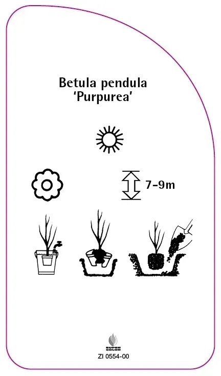 etykiety-brzoza-brodawkowata-purpurea
