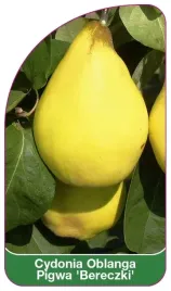 etykiety-cydonia-oblanga-pigwa-bereczki