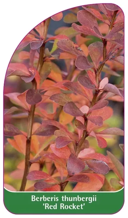 etykiety-berberys-thunberga-red-rocket-stan-nowy