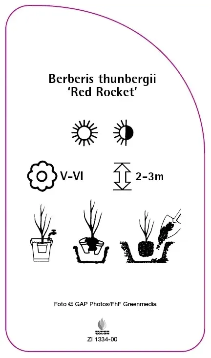 etykiety-berberys-thunberga-red-rocket