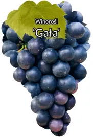 etykiety-szkolkarskie-winorosl-gala