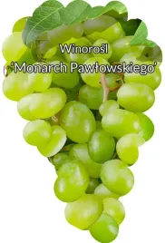 etykiety-szkolkarskie-winorosl-monarch-pawlowskieg
