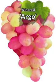 etykiety-szkolkarskie-winorosl-argo