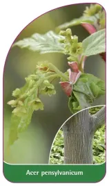 etykiety-szkolkarskie-klon-pensylwanski