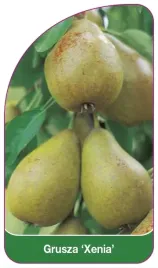 etykiety-szkolkarskie-do-roslin-grusza-xenia