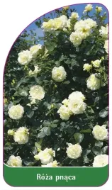 etykiety-szkolkarskie-roza-pnaca-nr-327